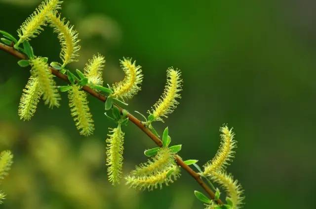 “彼岸花”并非只有曼珠沙华，这些植物也花叶不相见