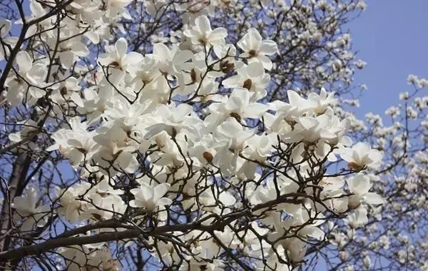 “彼岸花”并非只有曼珠沙华，这些植物也花叶不相见