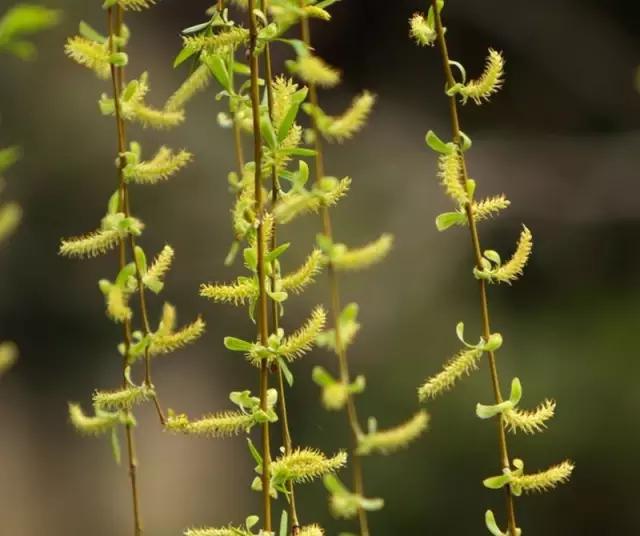 “彼岸花”并非只有曼珠沙华，这些植物也花叶不相见
