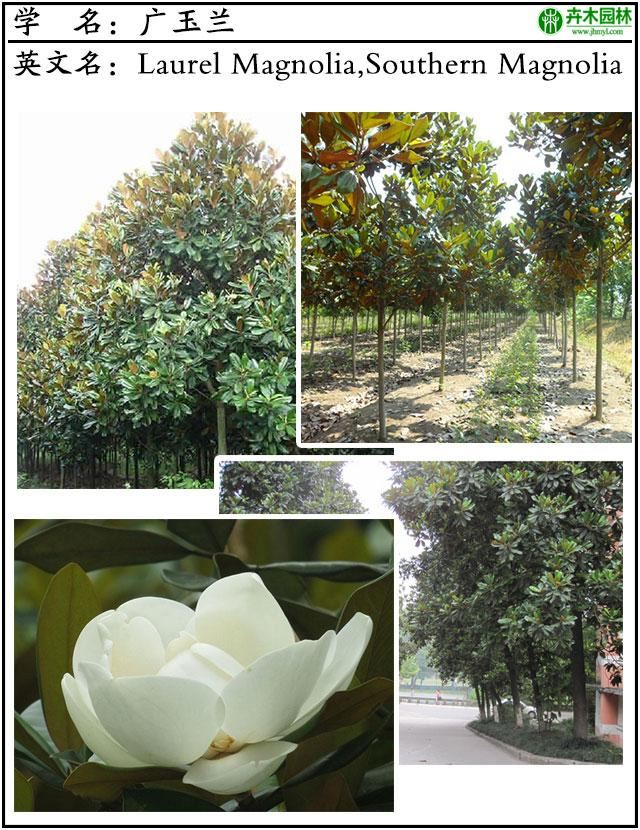 名贵苗木图谱(第1期)：荷花玉兰以及行道树界的王者