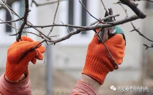 一月天更冷，园林植物管理不能停，掌握三点来年园林省不少心