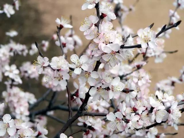 “彼岸花”并非只有曼珠沙华，这些植物也花叶不相见