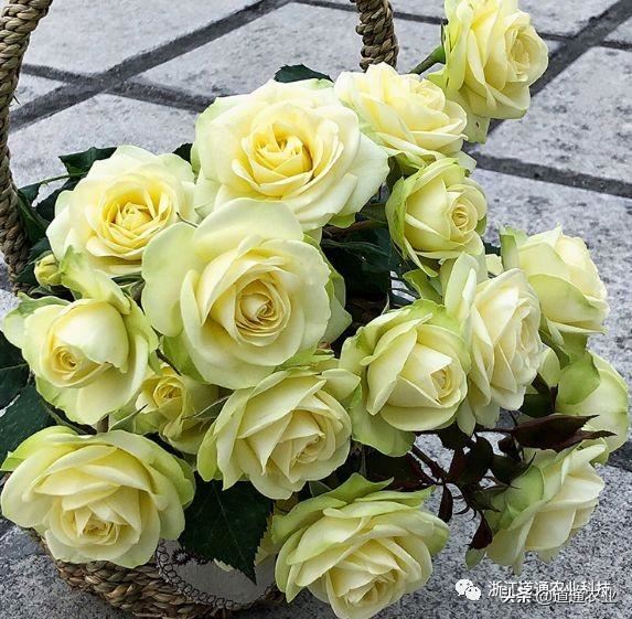 10款“花期超长”的月季，花量大颜值高，让你冬天也能赏花