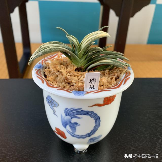 人靠衣服马靠鞍，一起来认识耐看、耐赏、有腔调的“有田烧”花器