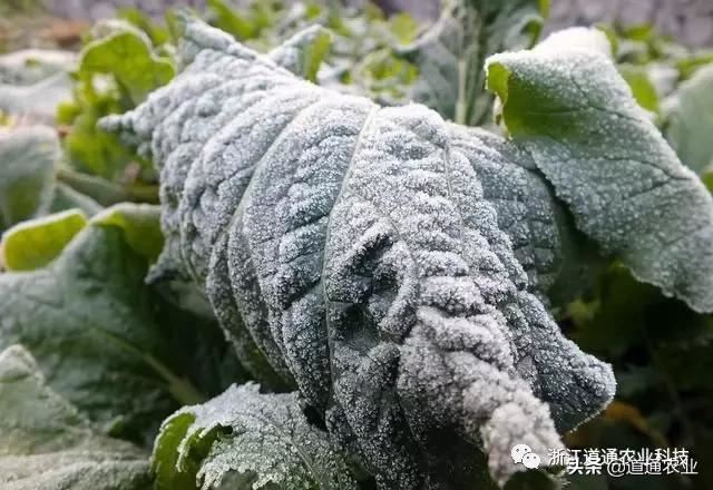 植物防冻剂的使用指南，正确使用降低作物冻害风险，安全越冬