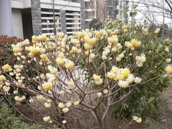 “彼岸花”并非只有曼珠沙华，这些植物也花叶不相见