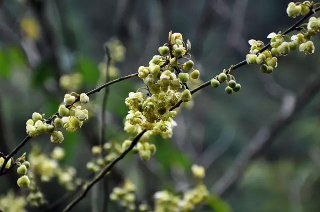 “彼岸花”并非只有曼珠沙华，这些植物也花叶不相见