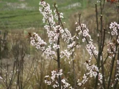 “彼岸花”并非只有曼珠沙华，这些植物也花叶不相见