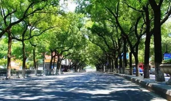 这10种热门的乡土树种，你家乡有没有？