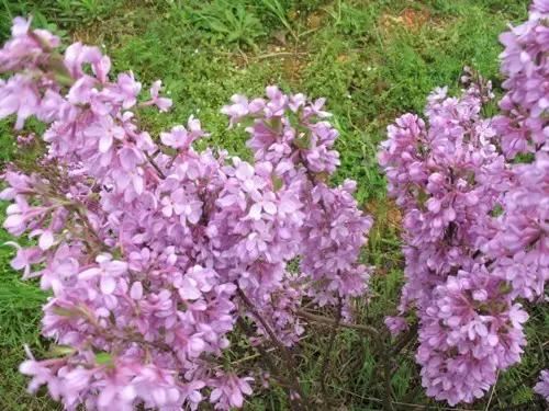 “彼岸花”并非只有曼珠沙华，这些植物也花叶不相见