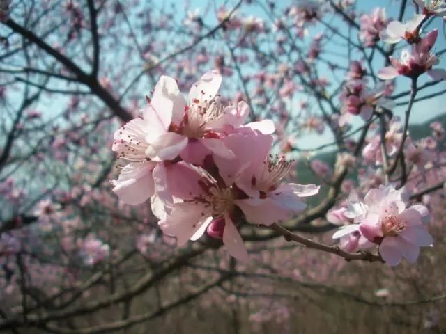 “彼岸花”并非只有曼珠沙华，这些植物也花叶不相见