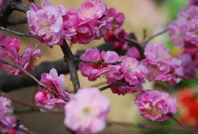 “彼岸花”并非只有曼珠沙华，这些植物也花叶不相见