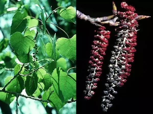 “彼岸花”并非只有曼珠沙华，这些植物也花叶不相见
