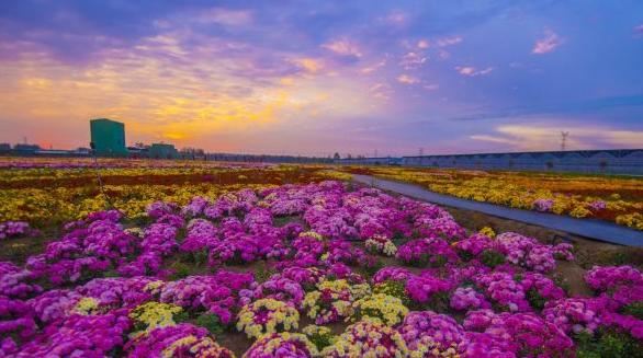 宿迁沭阳：花木风景变致富“钱”景
