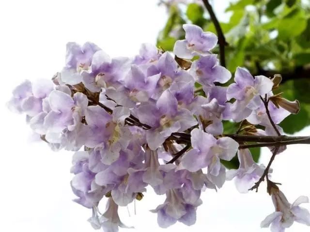 “彼岸花”并非只有曼珠沙华，这些植物也花叶不相见