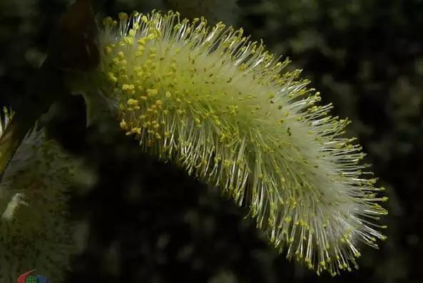 “彼岸花”并非只有曼珠沙华，这些植物也花叶不相见