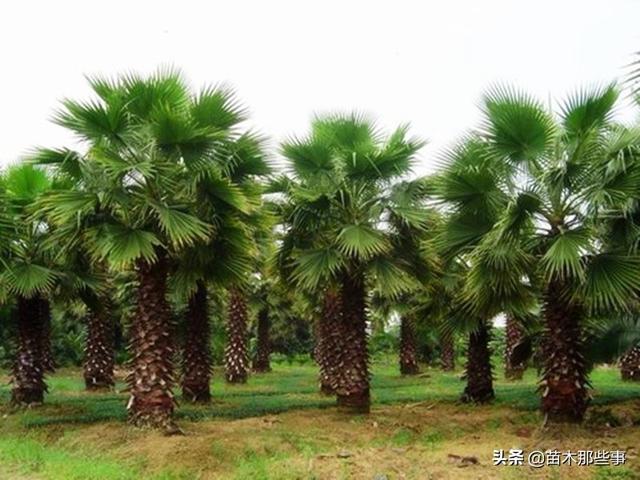 这种热销的热带苗木，怎么种？