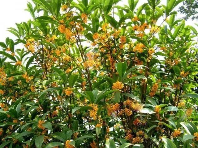 庭院移栽绿化苗木知识