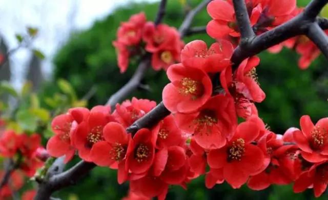 “彼岸花”并非只有曼珠沙华，这些植物也花叶不相见