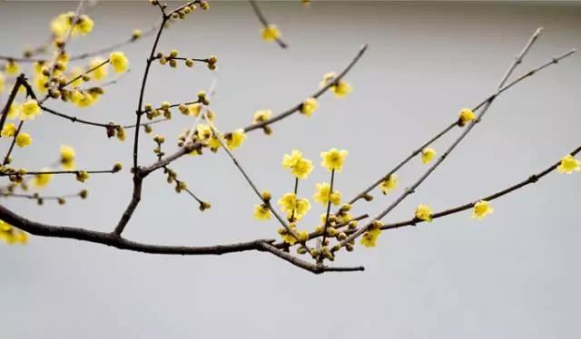 “彼岸花”并非只有曼珠沙华，这些植物也花叶不相见