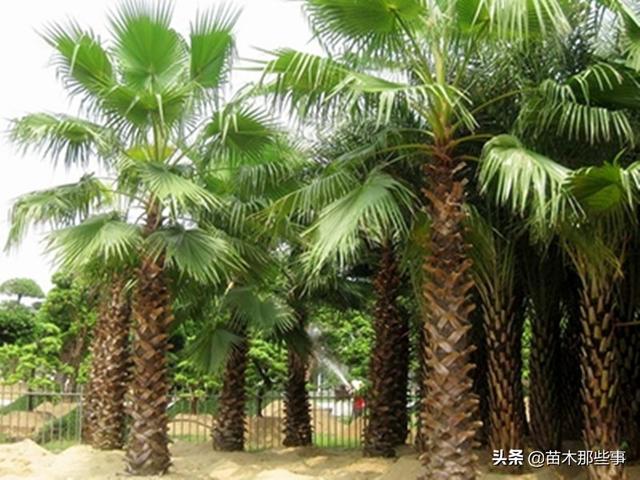 这种热销的热带苗木，怎么种？
