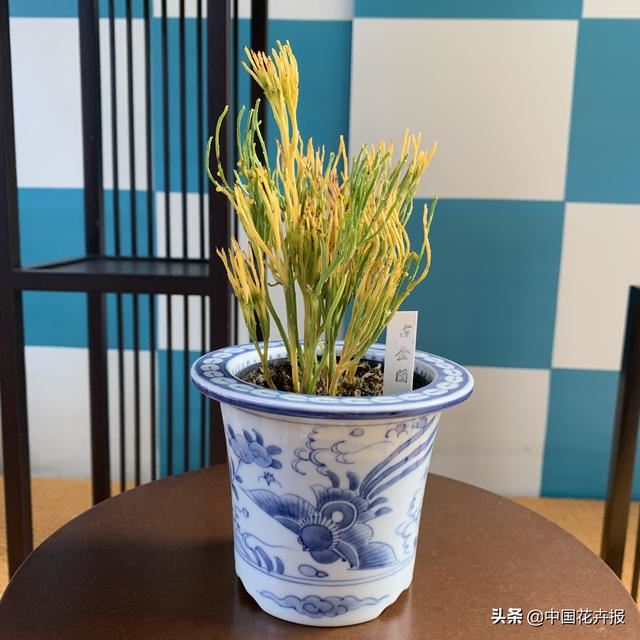 人靠衣服马靠鞍，一起来认识耐看、耐赏、有腔调的“有田烧”花器