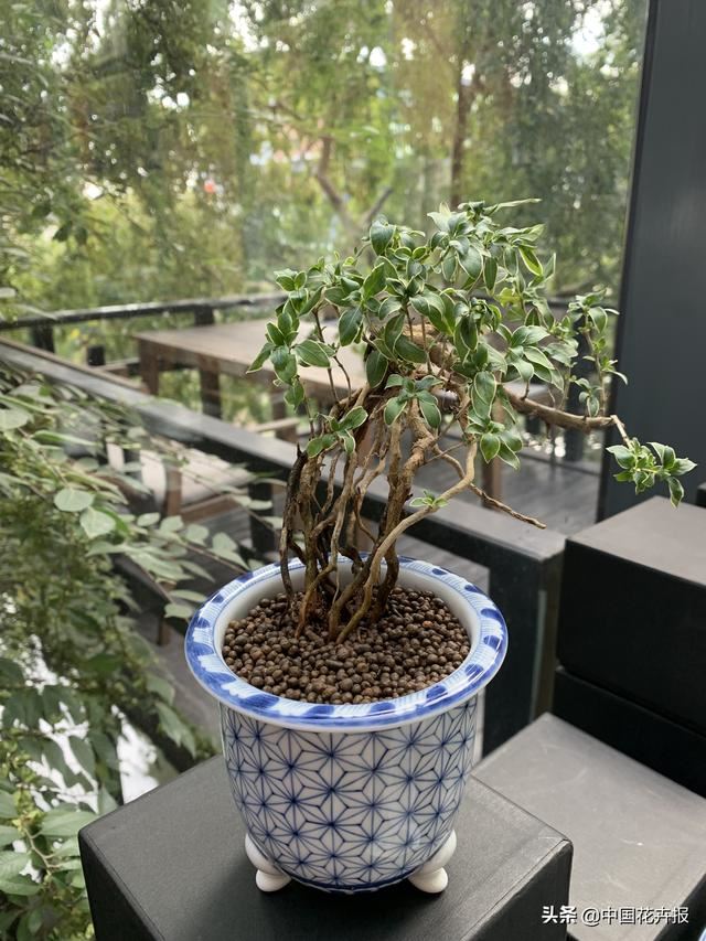 人靠衣服马靠鞍，一起来认识耐看、耐赏、有腔调的“有田烧”花器