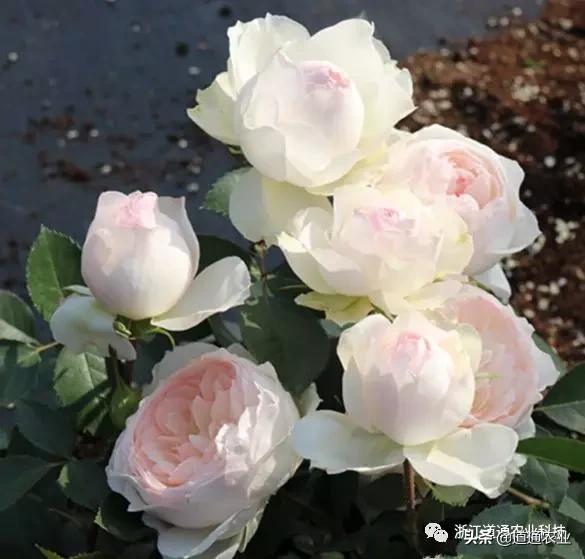 10款“花期超长”的月季，花量大颜值高，让你冬天也能赏花