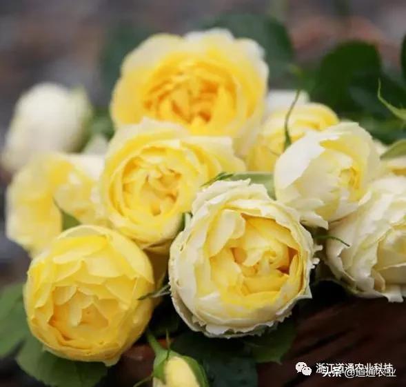 10款“花期超长”的月季，花量大颜值高，让你冬天也能赏花