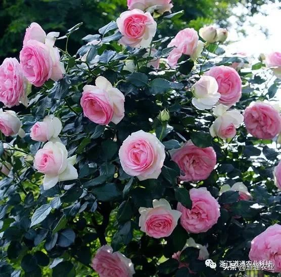 10款“花期超长”的月季，花量大颜值高，让你冬天也能赏花