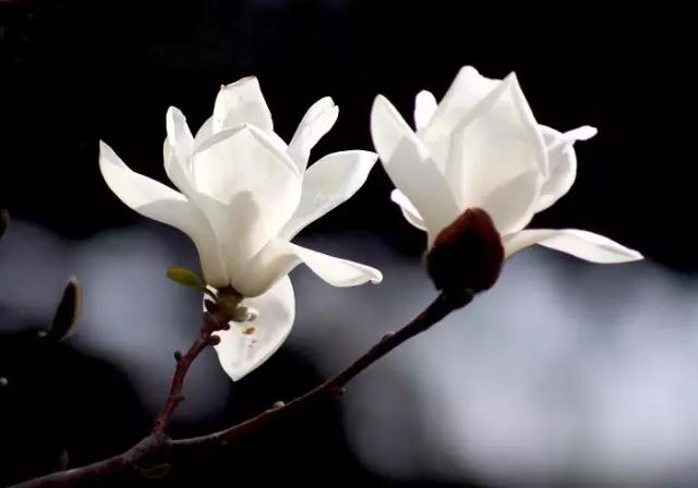 “彼岸花”并非只有曼珠沙华，这些植物也花叶不相见