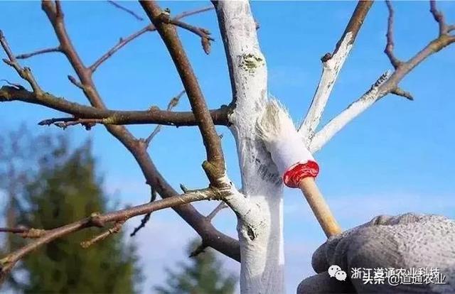 一月天更冷，园林植物管理不能停，掌握三点来年园林省不少心