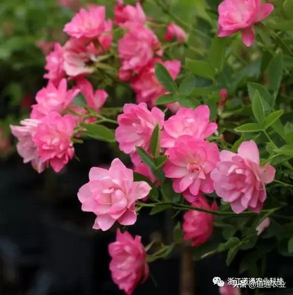 10款“花期超长”的月季，花量大颜值高，让你冬天也能赏花
