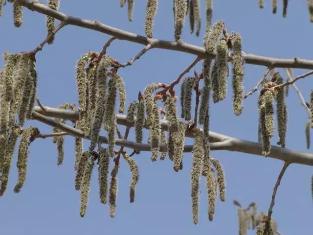 “彼岸花”并非只有曼珠沙华，这些植物也花叶不相见