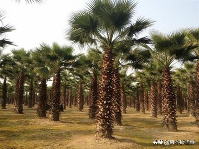 这种热销的热带苗木，怎么种？