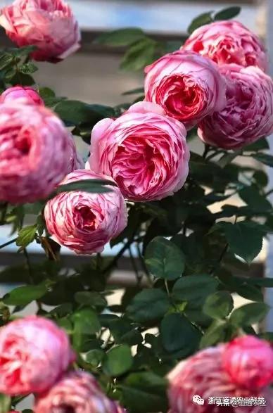 10款“花期超长”的月季，花量大颜值高，让你冬天也能赏花