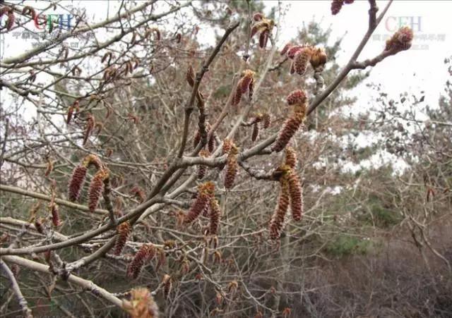 “彼岸花”并非只有曼珠沙华，这些植物也花叶不相见
