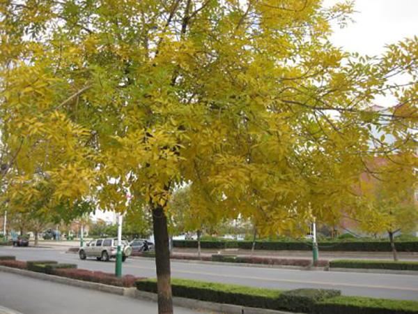 这10种热门的乡土树种，你家乡有没有？