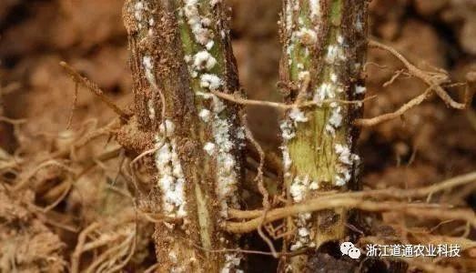 发现苗木叶片萎蔫、根部腐烂，怎么办？掌握3种防治“诀窍”
