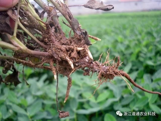发现苗木叶片萎蔫、根部腐烂，怎么办？掌握3种防治“诀窍”