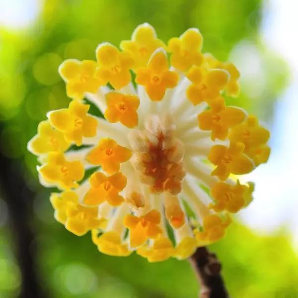 “彼岸花”并非只有曼珠沙华，这些植物也花叶不相见