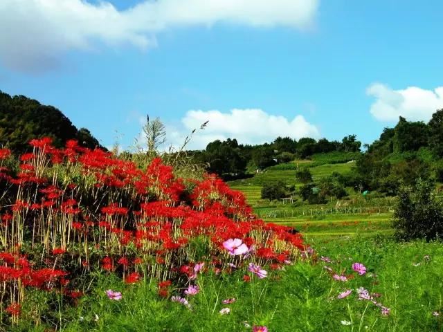 “彼岸花”并非只有曼珠沙华，这些植物也花叶不相见