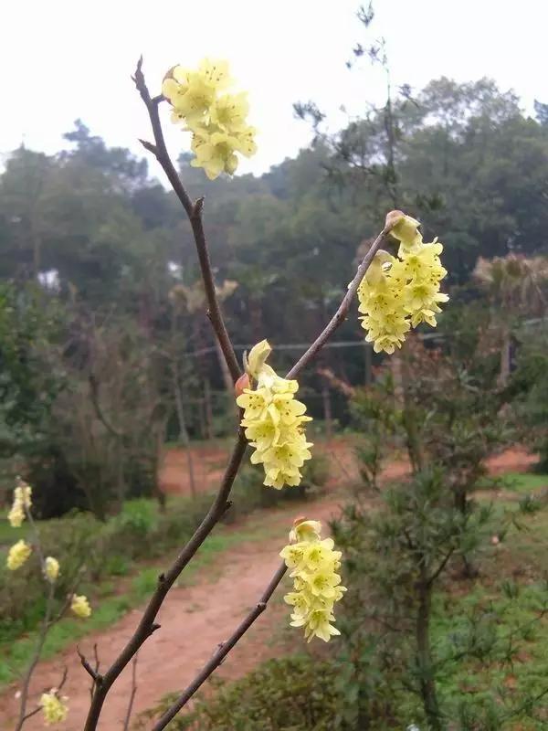“彼岸花”并非只有曼珠沙华，这些植物也花叶不相见