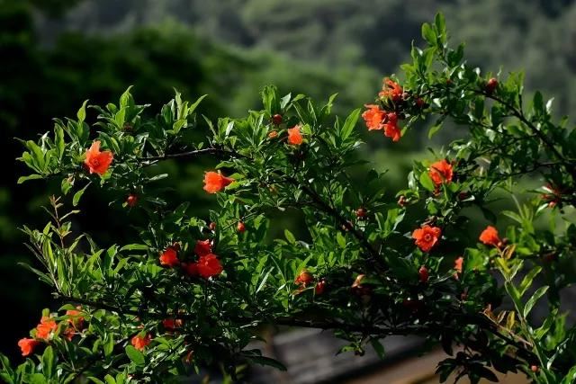 庭院移栽绿化苗木知识