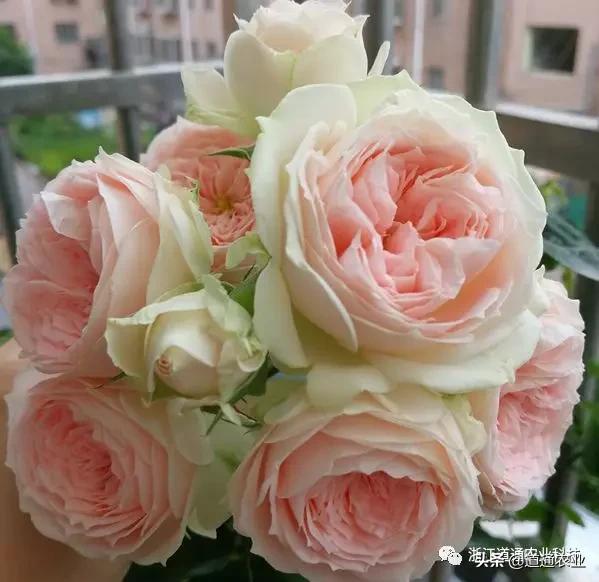10款“花期超长”的月季，花量大颜值高，让你冬天也能赏花