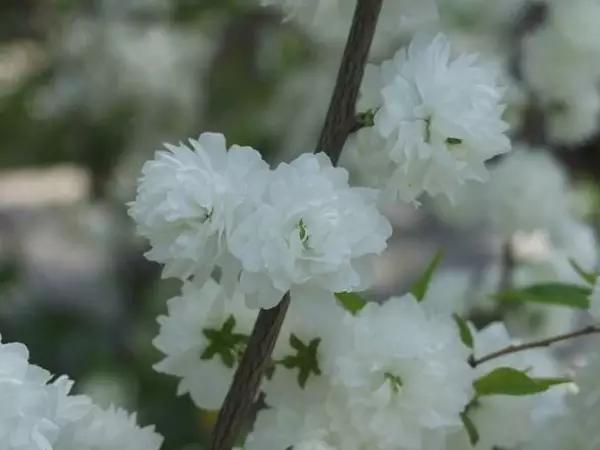 “彼岸花”并非只有曼珠沙华，这些植物也花叶不相见