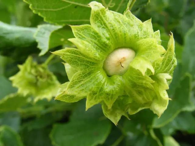 “彼岸花”并非只有曼珠沙华，这些植物也花叶不相见