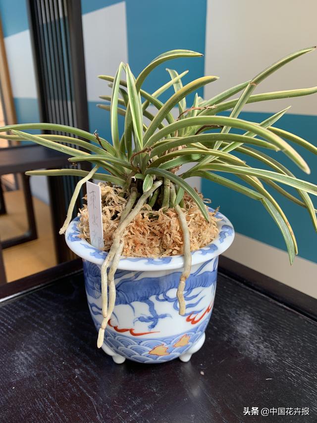 人靠衣服马靠鞍，一起来认识耐看、耐赏、有腔调的“有田烧”花器
