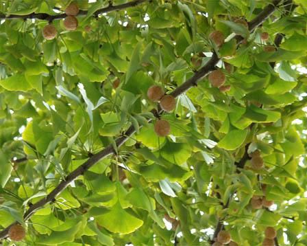 银杏树正确种植方法