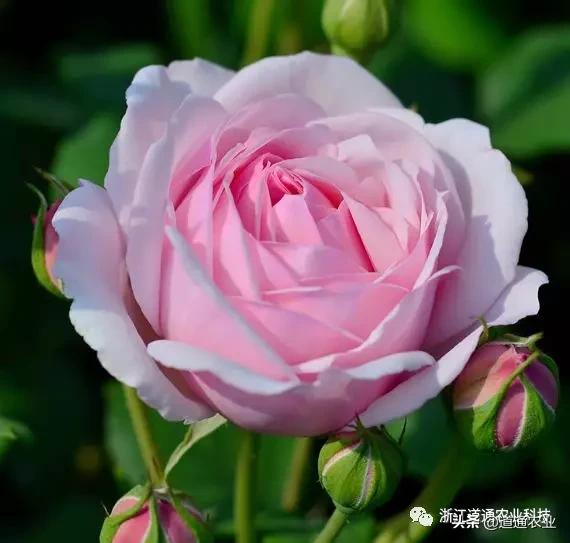 10款“花期超长”的月季，花量大颜值高，让你冬天也能赏花